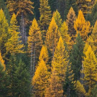 autumn tamarack tree line