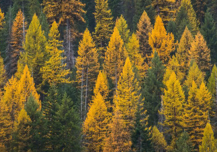autumn tamarack tree line